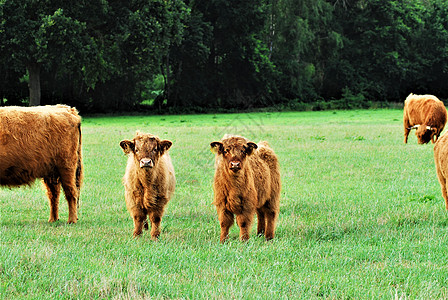 在牧草中放牧的盖洛维小牛群之间图片