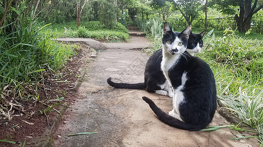 猫兄弟哺乳动物猫咪伴侣镜子黑色燕尾服爪子猎人胡须白色图片