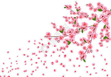 樱花很壮观 樱桃枝有精细的粉红色花朵 叶子和花蕾 青铜在风中飘扬图片