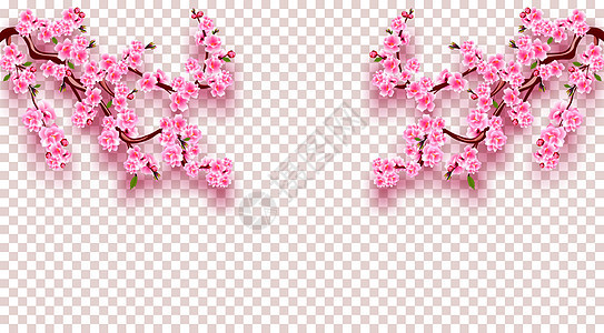 樱花两侧都有樱桃枝 有精细的粉红花 叶子和芽 通过透明的背景调查 插图图片