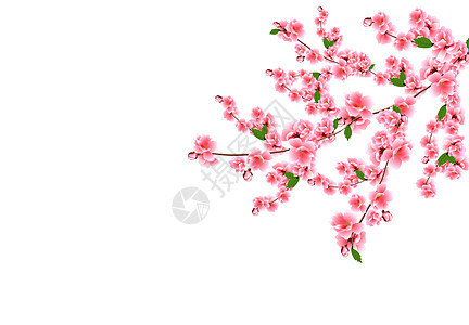 樱花樱桃枝 有精致的粉红花 叶子和芽色的樱桃枝 在白背景图解上孤立无援图片