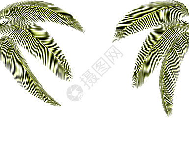 热带深绿色棕榈叶的不同形状 在两侧都是 孤立在白色背景上 没有网状和梯度 插图图片