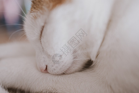 可爱的白红小睡猫特写哺乳动物白色小憩小猫休息动物猫科动物鼻子睡眠女性图片