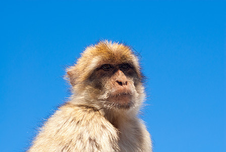 清蓝天空中的野蛮猿图片