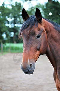 棕色马头当肖像动物农村头发黑色眼睛农场骑术哺乳动物宠物耳朵图片