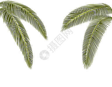 热带深绿色棕榈树叶 两边都有 孤立在白色背景上 没有网状和梯度 插图图片