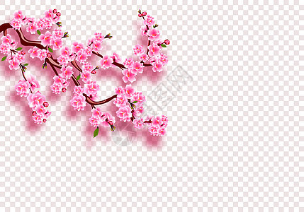 樱花 粉红色花枝 树叶和有阴影的芽 在透明的背景之下 插图图片