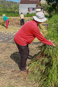 种植大米的女工 印度尼西亚巴厘岛 戴白帽子的中年妇女收获大米农业旅行成人微笑男人收成季节食物农田种植园图片