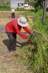 种植大米的女工 印度尼西亚巴厘岛 戴白帽子的中年妇女收获大米男人季节女性女士成人植物收成活动农田工人图片