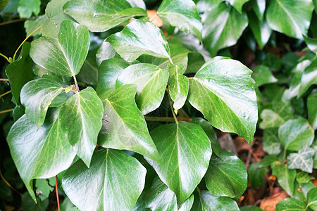 绿花叶 植物背景图片