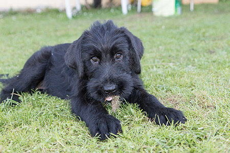 巨人黑史卡努泽狗的狗狗狗在草坪上躺着图片