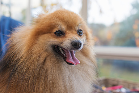 微笑的波美拉尼亚德国史匹兹狗的肖像发型美容师动物头发舌头理发工作室宠物犬类耳朵图片
