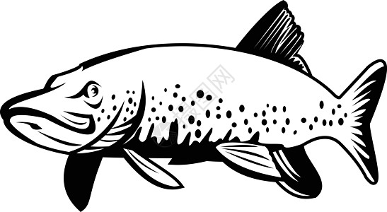 北派克湖派克或杰克鱼游泳回黑白图片