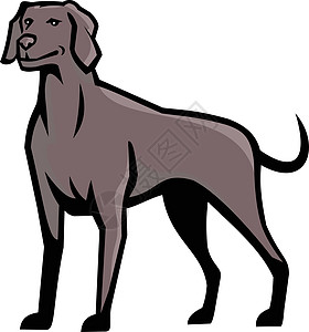 Weimaraner 狗养殖马斯科特图片