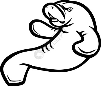 愤怒的在黑白混血马斯科特游泳海牛水生动物标识艺术品身份海洋卡通片吉祥物哺乳动物插图图片