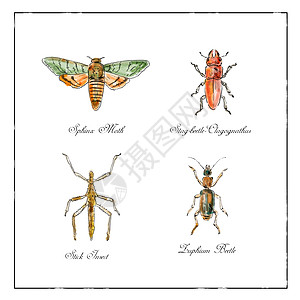 Sphinx 黄蜂 鹿角甲虫 棍虫和甲甲壳虫收集艺术品装饰品昆虫版画插图剪贴簿草图线条画线翅膀图片