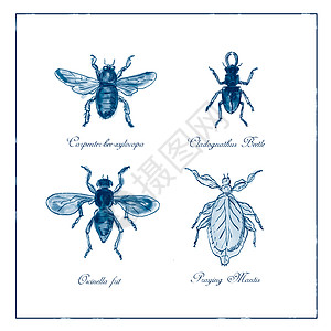 甲虫 和复古系列收藏画线害虫昆虫草图翅膀线条工艺版画色调图片
