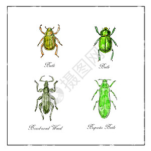 甲壳虫 广传杂作恶和布布赖斯蒂斯骨骼色调剪贴簿翅膀版画工艺卡通片画线博物学家插图图片