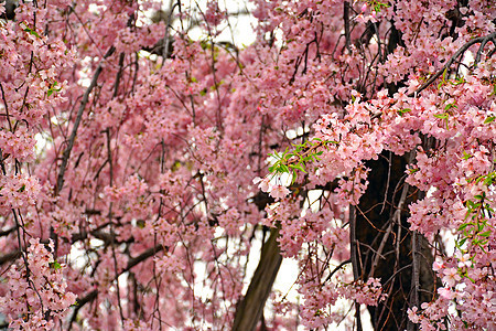 在日本大阪的春天 樱花或樱花粉色花园植物群季节图片