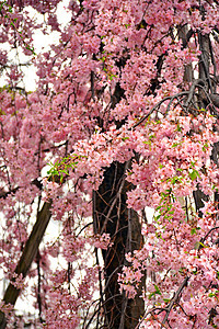 在日本大阪的春天 樱花或樱花季节粉色植物群花园图片