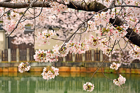 在日本大阪的春天 樱花或樱花花园粉色季节植物群图片
