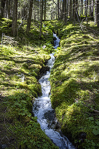 在树林中岩石苔藓旅行叶子运动瀑布森林流动木头荒野图片