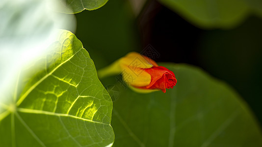 旱金莲植物群植物叶子橙子植物学季节花瓣花卉橙花园艺图片