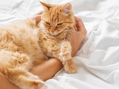 可爱的姜猫睡在女人的手上 毛绒宠物睡在无缝床上动物就寝生活时间乐趣小憩猫科动物压痛寝具女士图片