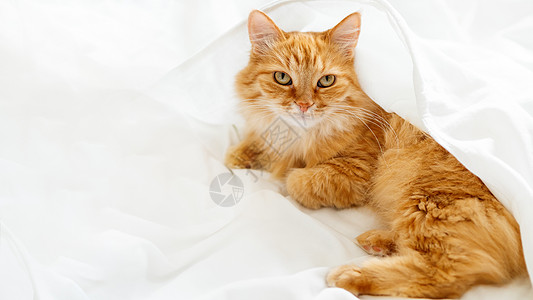 可爱的姜小猫躺在未制成的床上 白下的毛绒宠物就寝日光横幅小猫猫咪猫科动物时间快乐白色动物图片