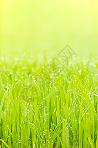 稻苗和阳光叶上的露水滴子 在水稻树苗和阳光上培育季节农田农业太阳食物生长树叶花园场地图片