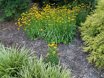 一群黄色的花朵和一朵独立的花朵植物覆盖物植物群团体绿色花瓣图片
