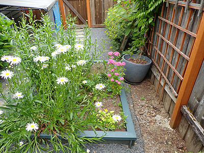 花园里有白花和黄花的绿植物花瓣粉色植物群黄色植物学白色栅栏花朵图片