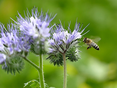 蜜蜂飞向蝎草香料花瓣荒野植物昆虫动物花粉野花绿色植物群图片