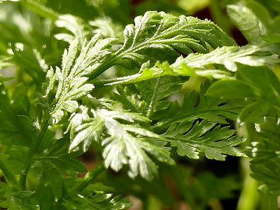 甜安妮 药草的叶子药物艾草自然药品中医绿色草本植物草本植物树叶图片