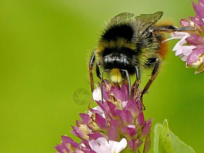 红尾大黄蜂花动物群黑色植物花瓣宏观花蜜熊蜂昆虫荒野野花图片