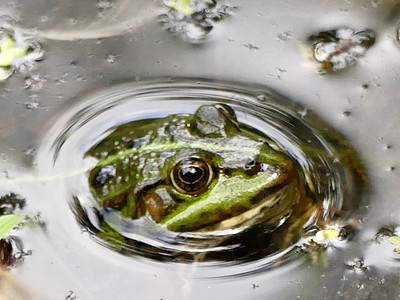 德国池塘中的普通水青蛙环境野生动物荒野绿色动物两栖青蛙阳光浴动物群图片
