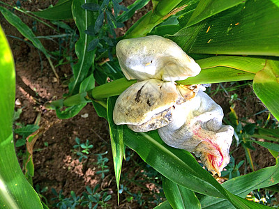 德国的乌斯蒂拉戈美食玉米虫瘿熟食食物裸鱼病害疾病植物大蜀黍真菌图片