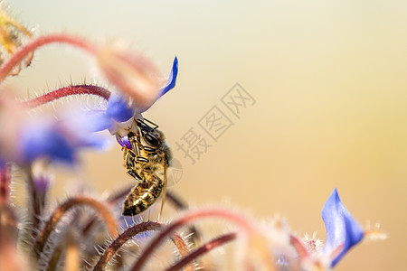 花的蜜蜂 汤水的花朵上香料昆虫植物群植物野生动物荒野黑色宏观星花花粉图片