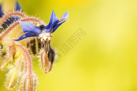 花的蜜蜂 汤水的花朵上植物草本植物宏观荒野植物群蓝色动物花瓣香料昆虫图片
