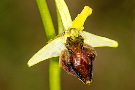 早期蜘蛛章 花朵荒野环境保护名单濒危植物群宏观绿色植物兰花图片