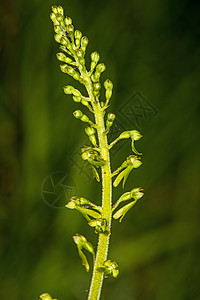 德国植物的兰花 Twayblade荒野受保护宏观草地植物群灭绝绿色环境图片