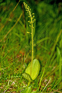 德国植物的兰花 Twayblade宏观绿色灭绝环境植物群受保护草地荒野图片