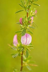 脊刺伸缩 有花的药用植物自然疗法花瓣野花粉色植物群叶子草本药品复生图片