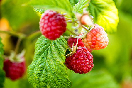 raspberry 成熟水果的宏覆盆子浆果甜点衬套红色食物栽培宏观水平钩子图片