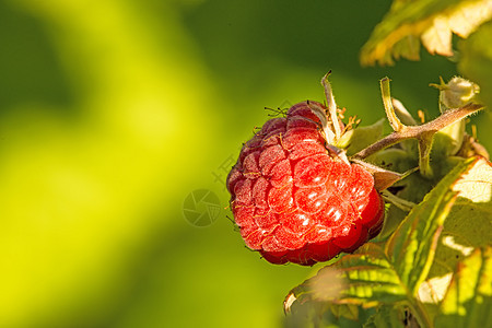 raspberry 成熟水果的宏浆果水平甜点营养食物宏观衬套花园覆盆子红色图片