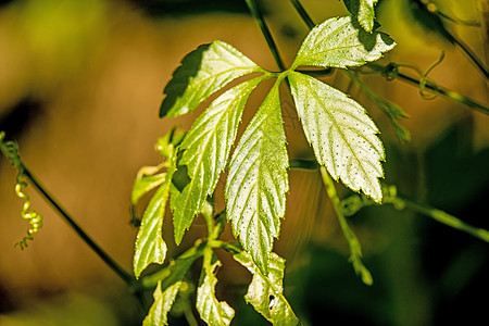 Jiaogulan 长寿中国草药草草本草药叶子草本植物沙拉植物绿色药品食物中医图片