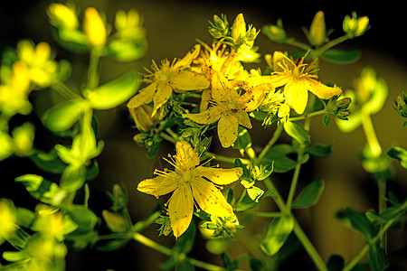 圣约翰庄园 有花的药用植物草本皮肤宏观黄色晴天荒野草本植物康复药品疗法图片
