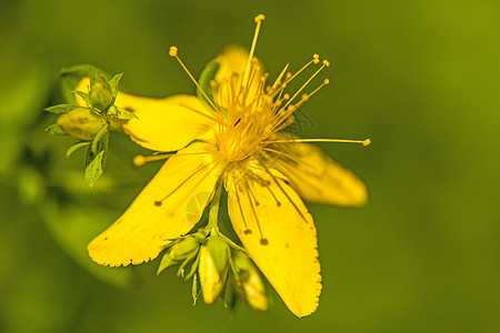 圣约翰庄园 有花的药用植物医疗草本自然宏观黄色疗法草药皮肤制药植物群图片