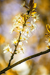 以古代风格的日本樱花花时间常性居住季节挥发性植物群图片