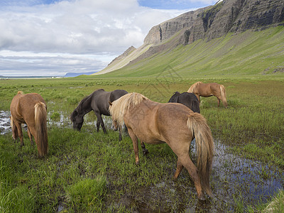 冰岛夏季 冰岛的一群冰岛马在绿草地上放牧 那里有水坑 山丘和蓝云层背景动物场地头发草原风景山脉农村爬坡哺乳动物国家图片
